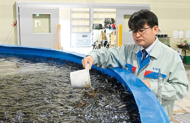 【鰻】埼玉でシラスウナギの生産成功　人工海水を用いて国内初　将来的には、県内で完結する安定的な完全養殖を